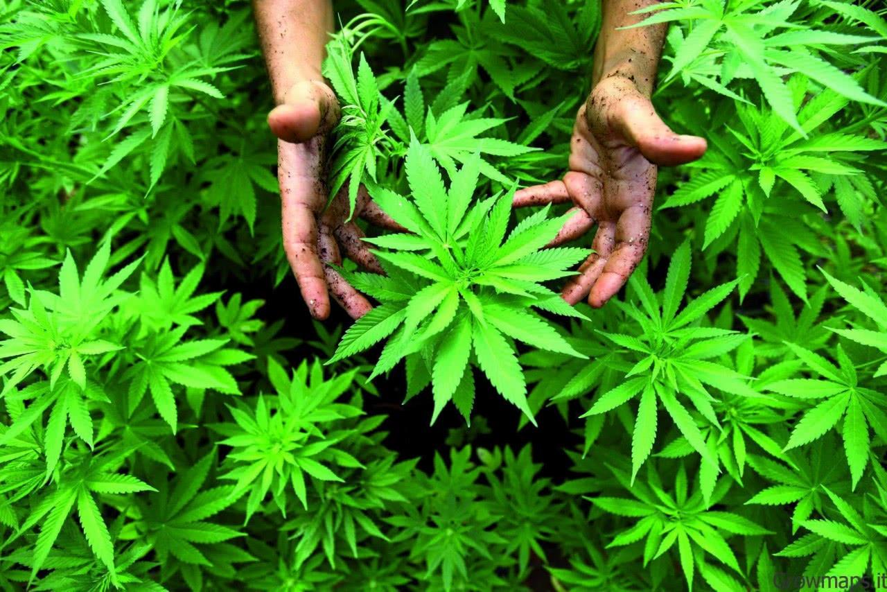 La liceità della coltivazione di piante di cannabis sativa prevista secondo la disciplina  introdotta dalla legge  n. 242 del 2016  implica quale logico corollario la liceità della commercializzazione dei suoi derivati