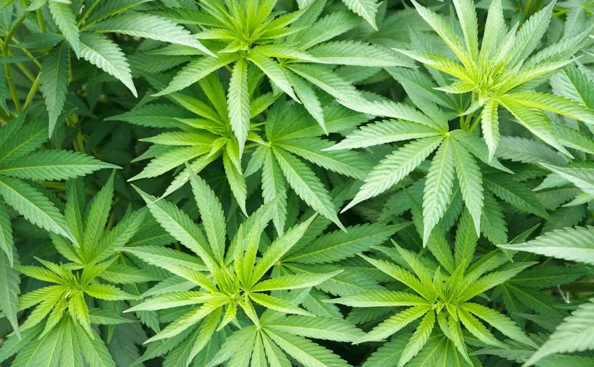 Sulla commerciabilità della cannabis sativa