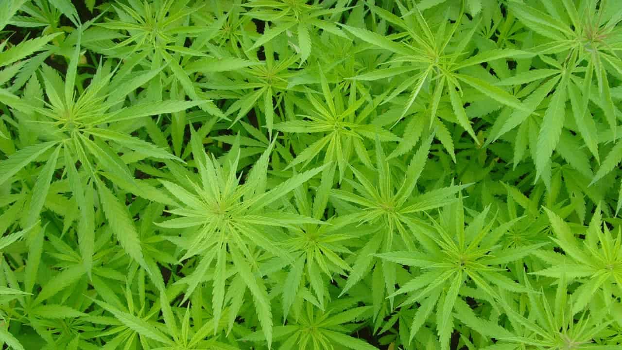 CANNABIS: DALLE SEZIONI UNITE UNA RISPOSTA CHE VA INTERPRETATA 