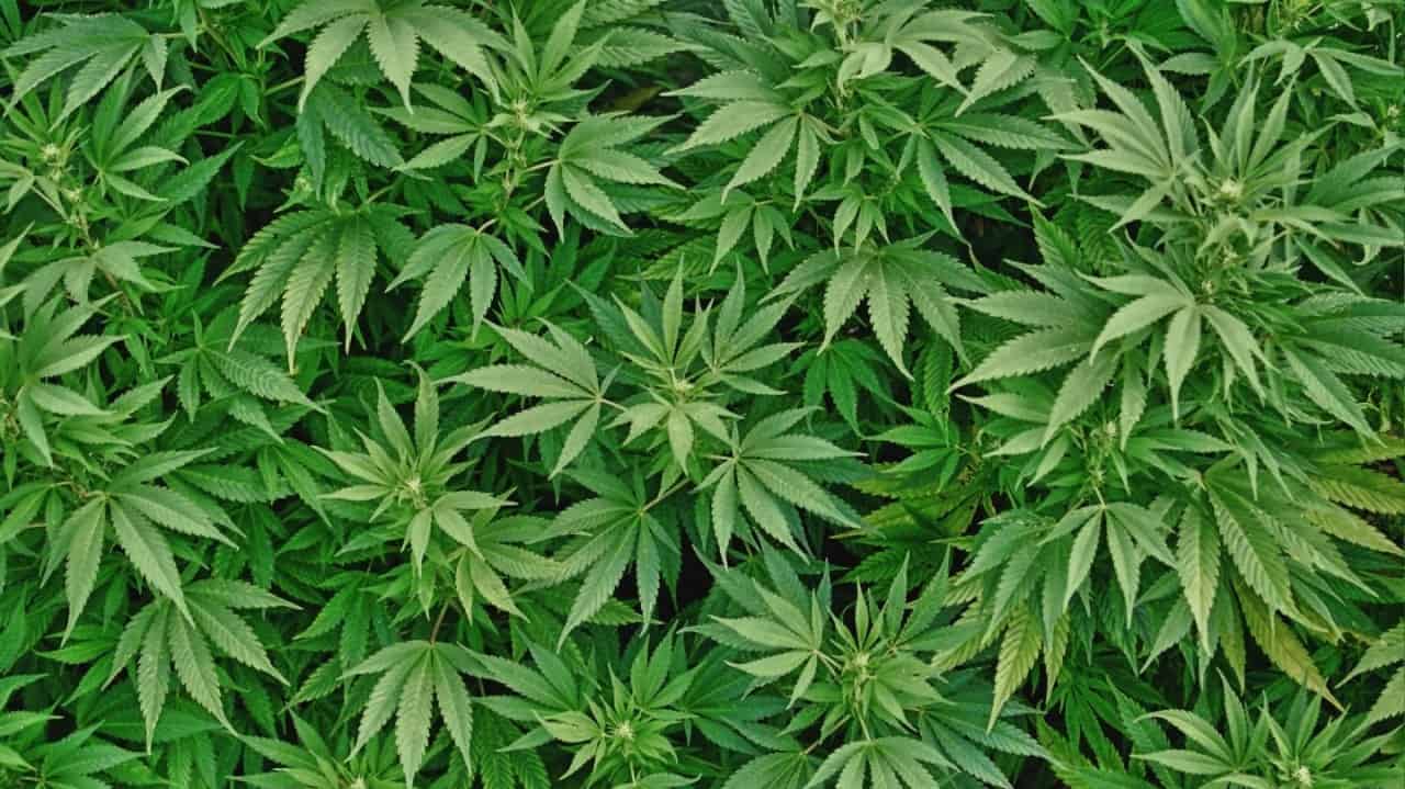 Coltivazione di cannabis e uso “terapeutico”  (Nota a Tribunale Arezzo, 11 dicembre 2020 e Tribunale Arezzo, 26.4.2021)   