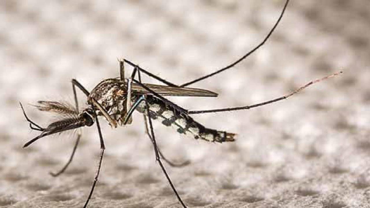 La zanzara molesta