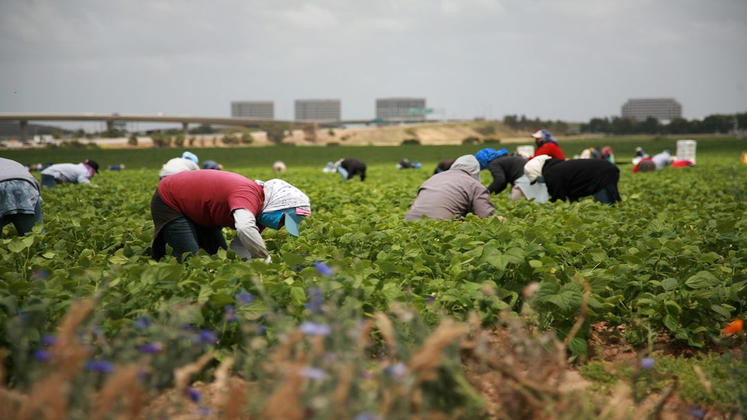 Tratta finalizzata allo sfruttamento lavorativo. Considerazioni sulle forme di protezione delle vittime a margine dell’ordinanza n. 11027/2024 della Corte di Cassazione