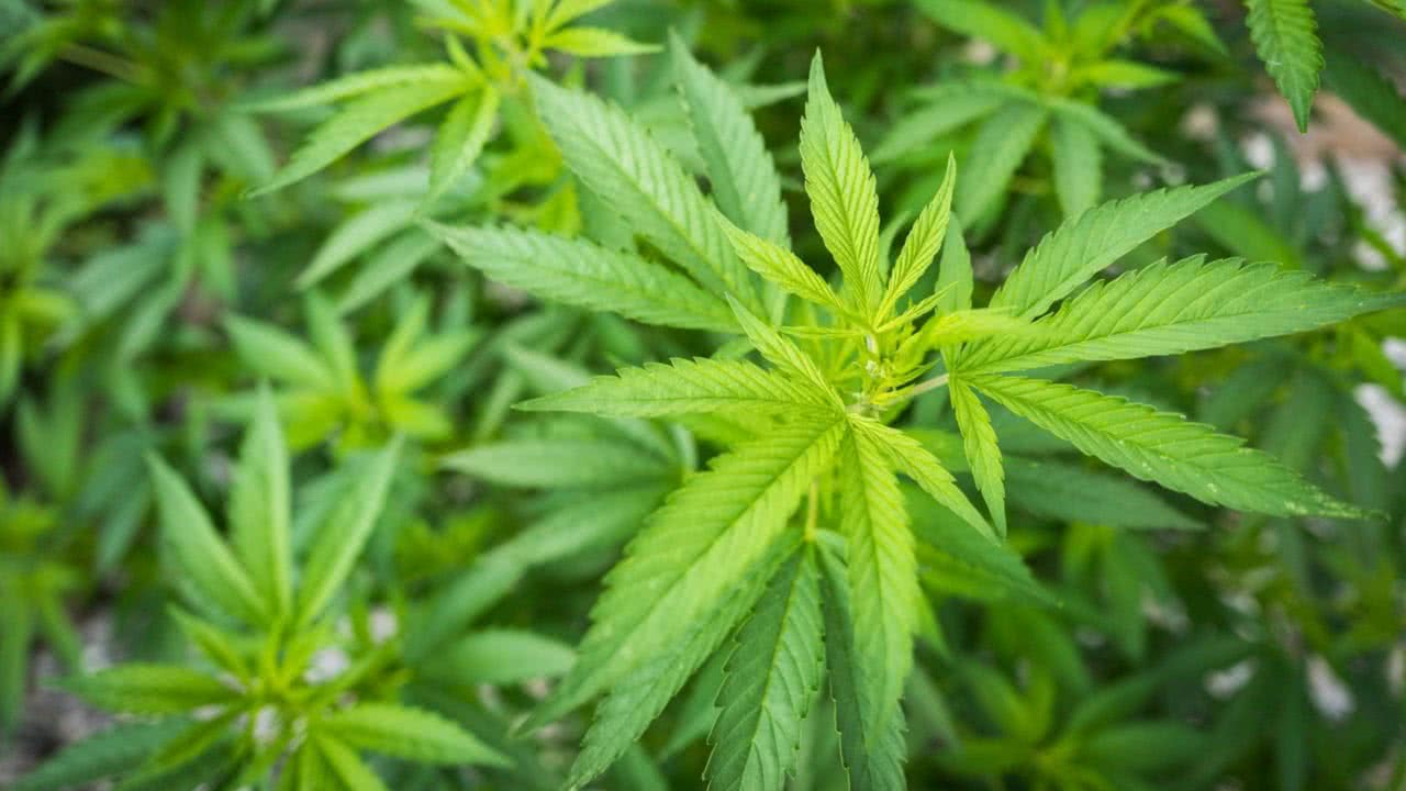 Coltivazione di marijuana e uso personale dopo le Sezioni Unite, di Lorenzo Miazzi (parte prima)