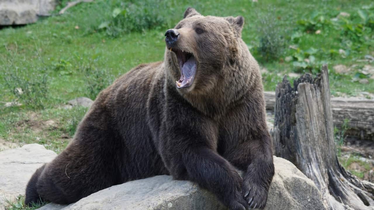 La difficile convivenza tra creature umane e non umane. Il caso dell’orso M57 e la motivazione dei provvedimenti contingibili e urgenti (Nota a Consiglio di Stato, Sezione Terza, 3 novembre 2021, n. 7366)