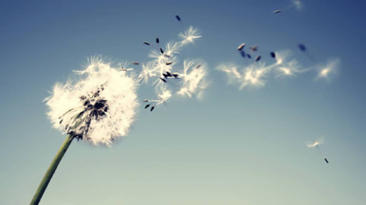 Il fine vita e il legislatore pensante.  2. Il punto di vista dei comparatisti - Parte II (di Mario Serio, Nicoletta Patti e Giancarlo Geraci)