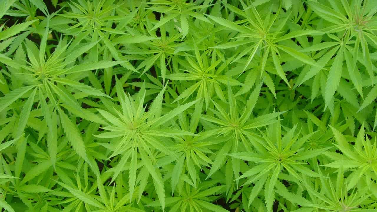 CANNABIS: DALLE SEZIONI UNITE UNA RISPOSTA CHE VA INTERPRETATA